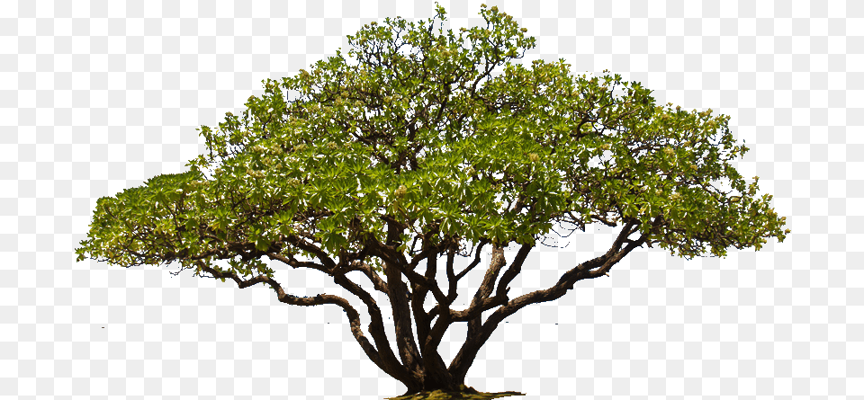 Transparent Background Oak Tree Photoshop Trees, Plant, Potted Plant, Sycamore, Tree Trunk Png
