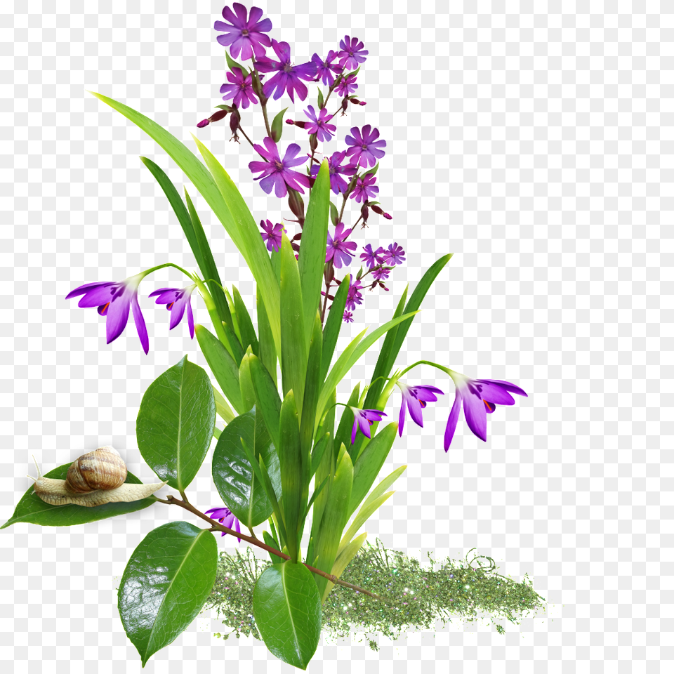 Transparent Background Of Orchid Vector, Flower, Plant, Purple, Iris Png Image