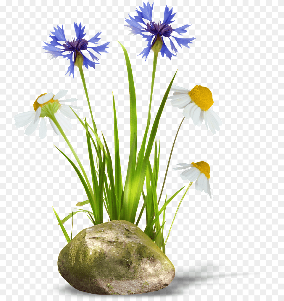 Transparent Background Of Orchids And Daisies Stone And Grass, Plant, Daisy, Flower, Flower Arrangement Free Png Download