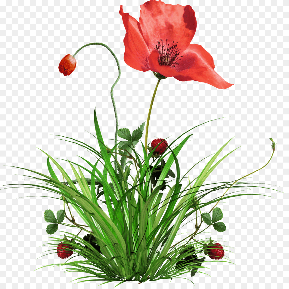 Transparent Background Of Poppies And Grass Download, Flower, Plant, Flower Arrangement Png Image