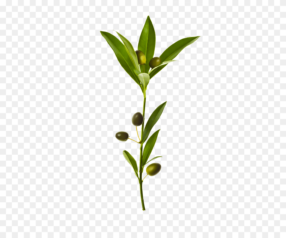 Transparent Background Olive Branch, Leaf, Plant, Herbal, Herbs Png