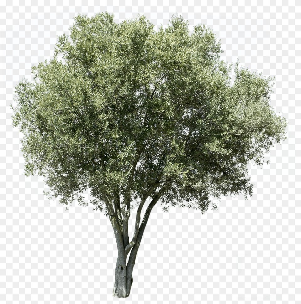 Transparent Background Olive Tree, Plant, Tree Trunk, Oak, Sycamore Free Png
