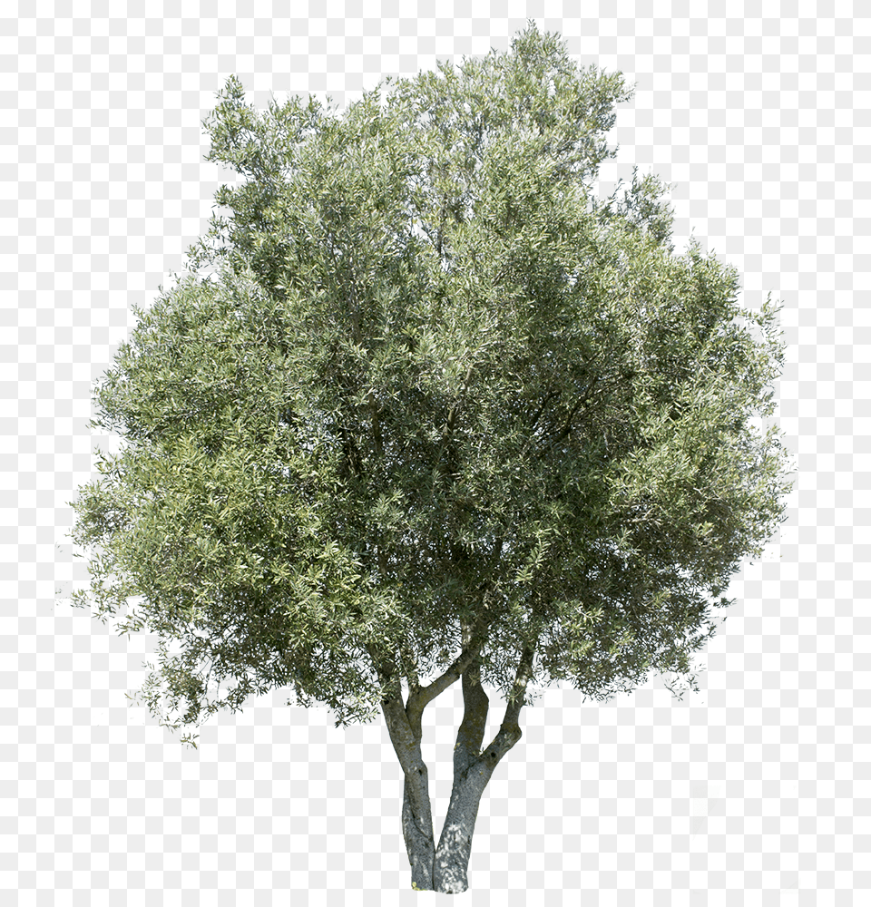 Transparent Background Olive Tree Transparent Background Olive Tree, Plant, Tree Trunk, Oak, Sycamore Free Png