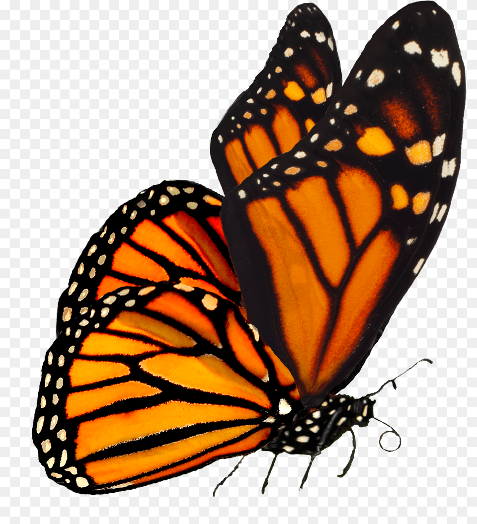 Transparent Background Orange Butterfly, Animal, Insect, Invertebrate, Monarch Free Png