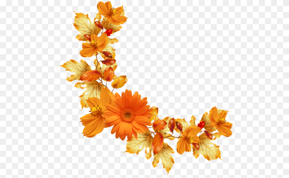 Background Orange Flower, Leaf, Petal, Plant, Daisy Free Transparent Png
