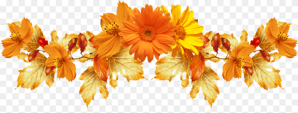 Transparent Background Orange Flowers, Anther, Flower, Leaf, Petal Png