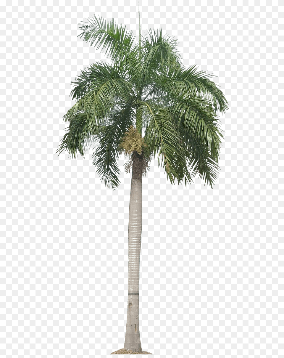 Transparent Background Palm Tree, Palm Tree, Plant Free Png