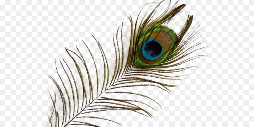 Transparent Background Peacock Feather, Accessories, Pattern, Fractal, Ornament Png Image