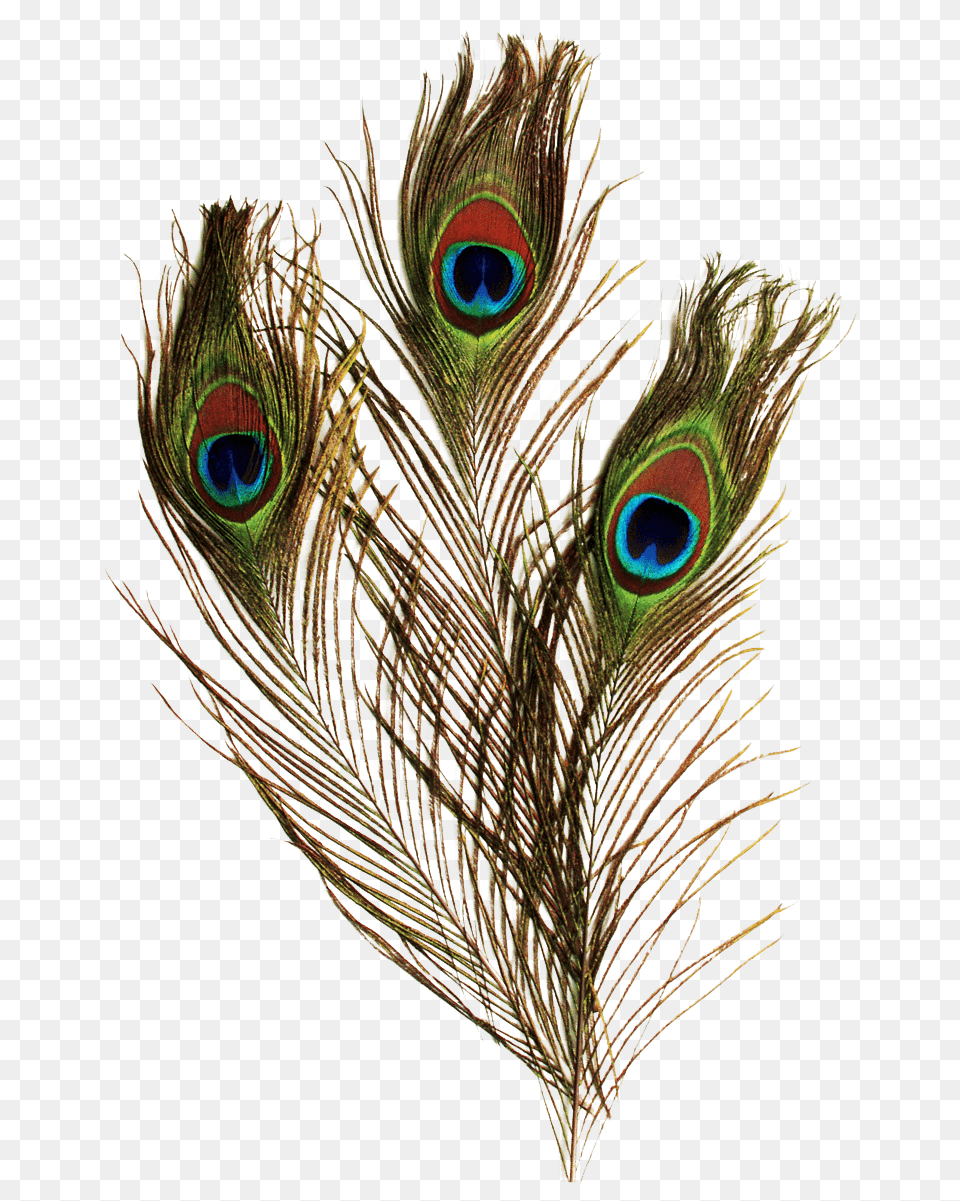 Transparent Background Peacock Feathers, Plant, Animal, Bird Png