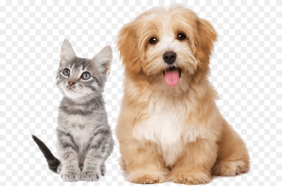 Transparent Background Pets Clipart, Animal, Canine, Dog, Mammal Png Image