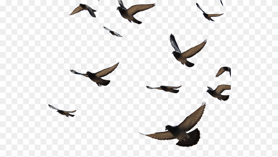 Transparent Background Pigeon Flying, Animal, Bird, Dove Png