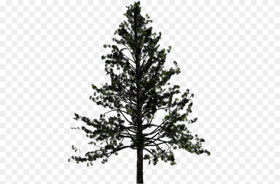 Background Pine Tree, Plant, Nature, Night, Outdoors Free Transparent Png