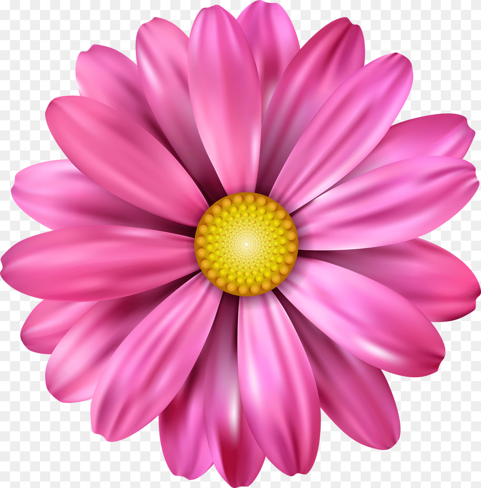 Transparent Background Pink Daisy Clipart Pink Flower Drawing, Art, Doodle, Person Free Png