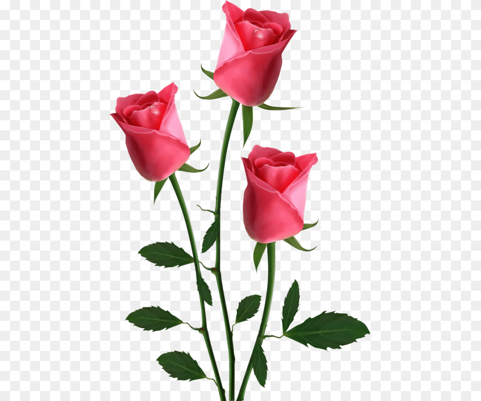 Transparent Background Pink Roses Clipart Beautiful Roses Hd, Flower, Plant, Rose Free Png