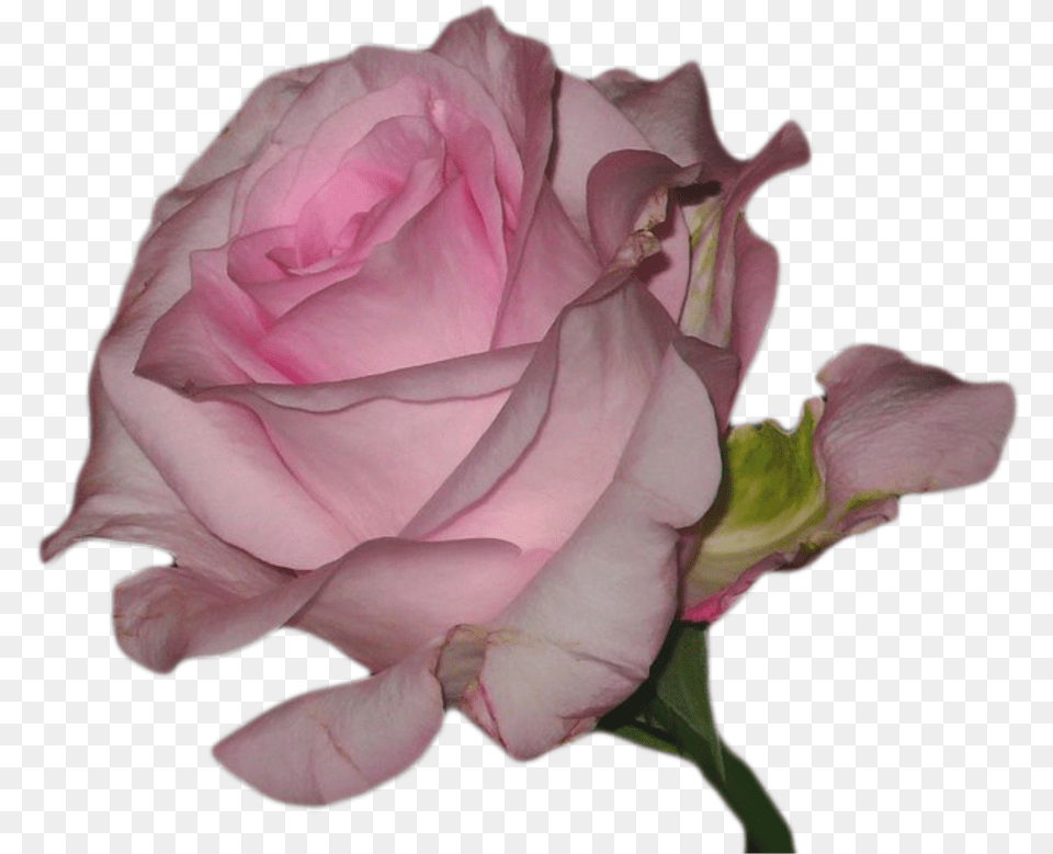 Background Pink Tumblr, Flower, Petal, Plant, Rose Free Transparent Png