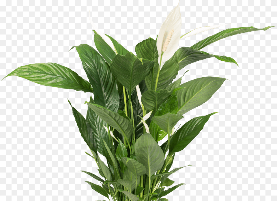 Transparent Background Plants, Flower, Plant, Leaf, Potted Plant Png