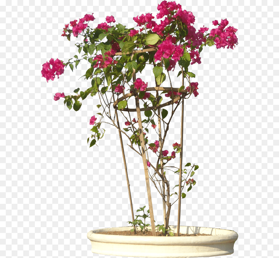 Transparent Background Plants Flowers, Flower, Flower Arrangement, Geranium, Plant Png Image