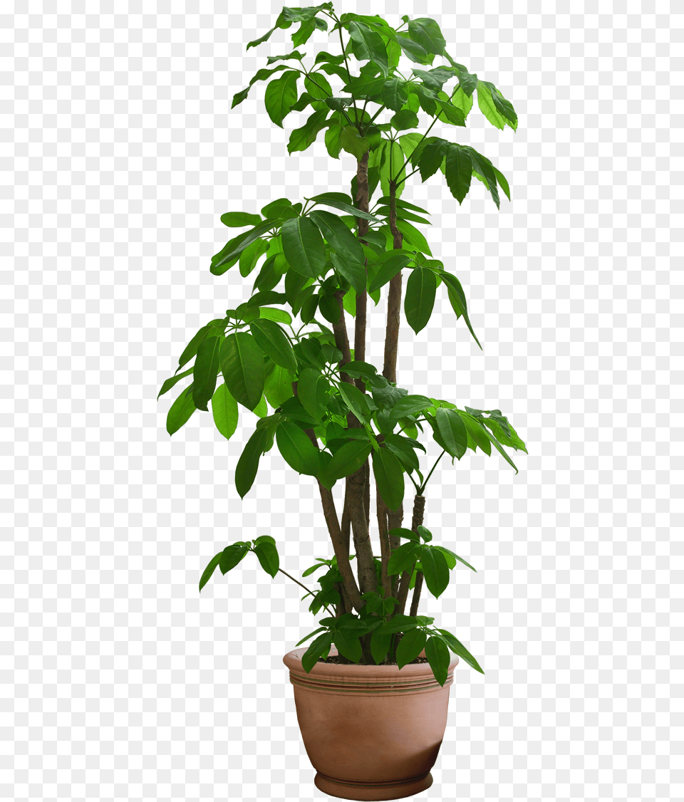 Transparent Background Pot Plant, Leaf, Potted Plant, Tree, Green Png Image