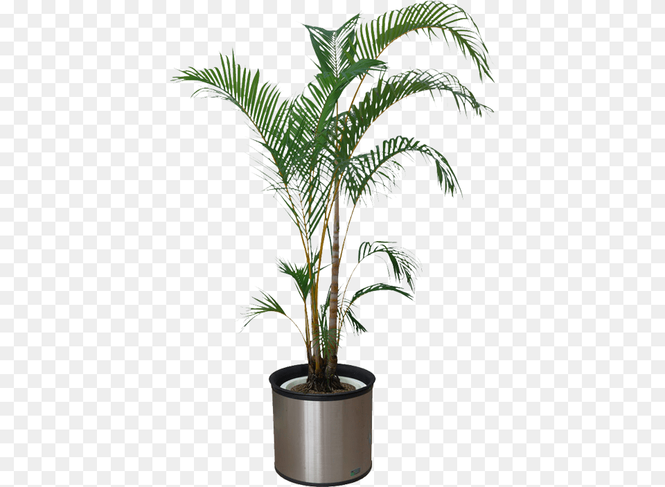 Transparent Background Potted Plant, Leaf, Palm Tree, Potted Plant, Tree Png