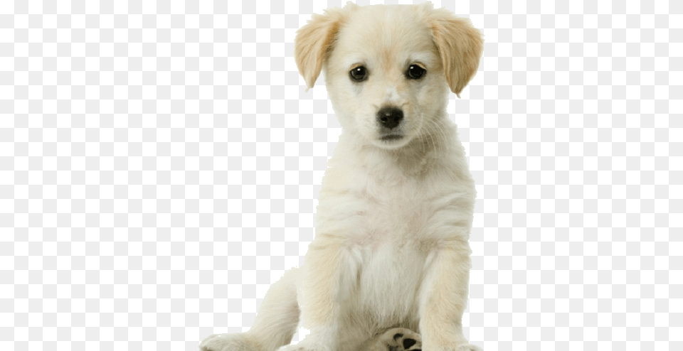 Transparent Background Puppy With White Background, Animal, Canine, Dog, Mammal Free Png