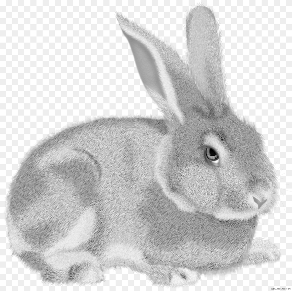 Transparent Background Rabbit Clipart, Animal, Mammal, Bird Png