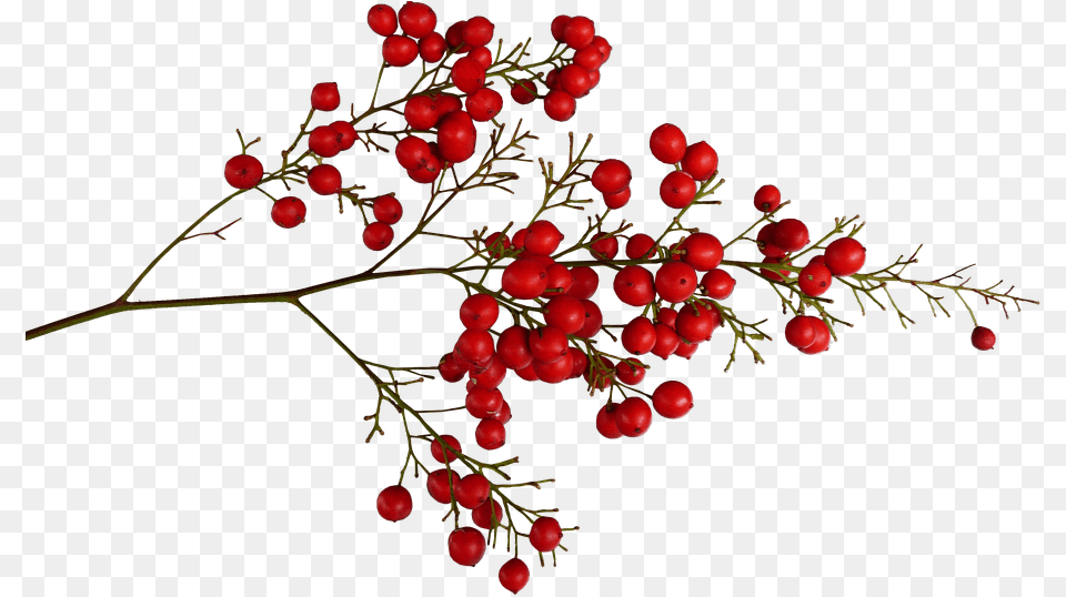 Transparent Background Red Berries, Food, Fruit, Plant, Produce Free Png Download