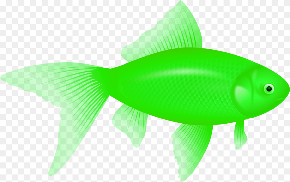 Transparent Background Red Fish Clipart, Animal, Sea Life Png Image