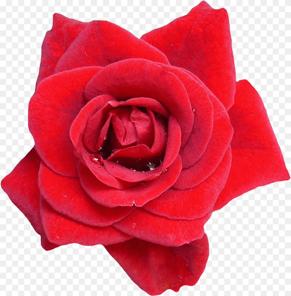 Background Red Flower, Plant, Rose, Petal Free Transparent Png