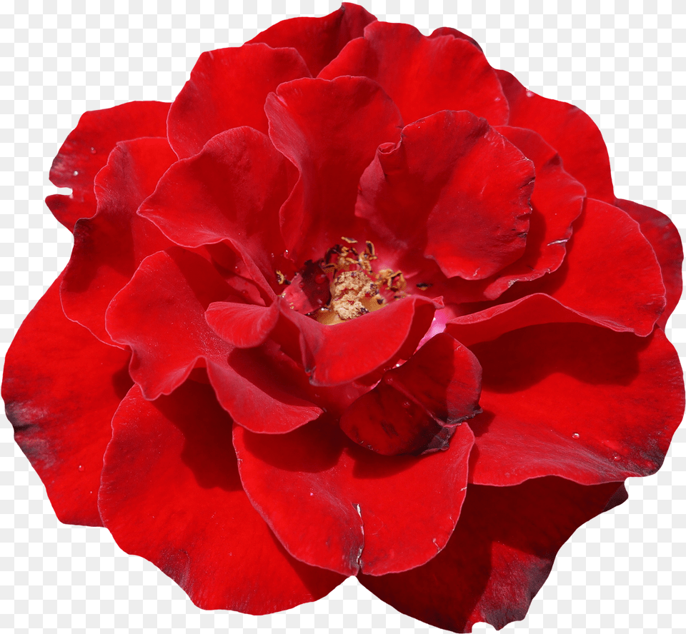 Transparent Background Red Flower, Geranium, Petal, Plant, Pollen Free Png Download