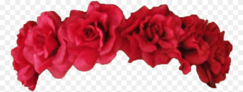 Transparent Background Red Flower Crown, Carnation, Plant, Rose, Flower Arrangement Png
