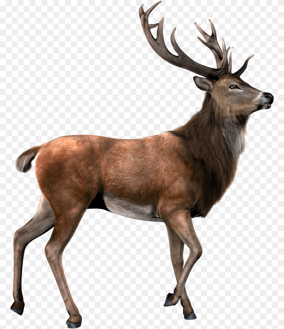 Transparent Background Reindeer, Animal, Antelope, Deer, Elk Free Png