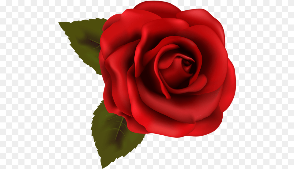 Background Rose Clipart, Flower, Plant Free Transparent Png