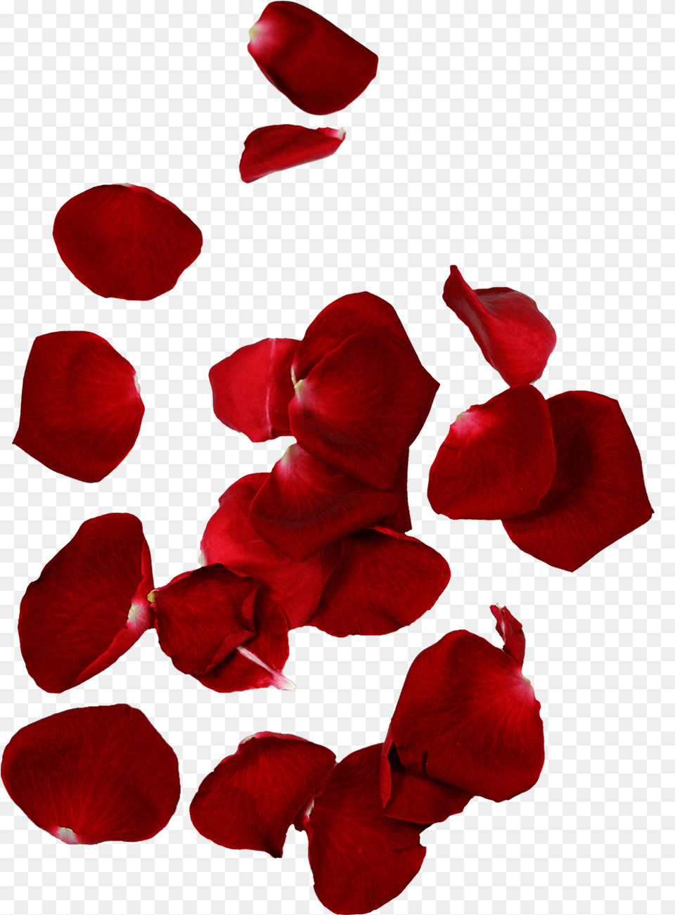 Transparent Background Rose Petals, Flower, Petal, Plant Free Png Download