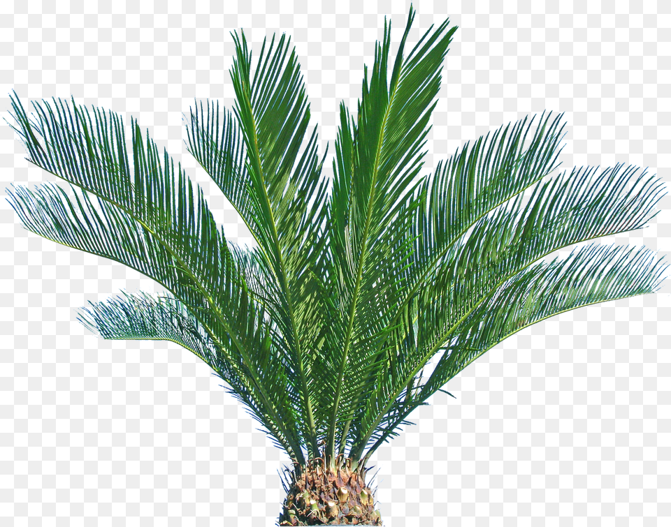 Transparent Background Sago Palm, Palm Tree, Plant, Tree, Leaf Png