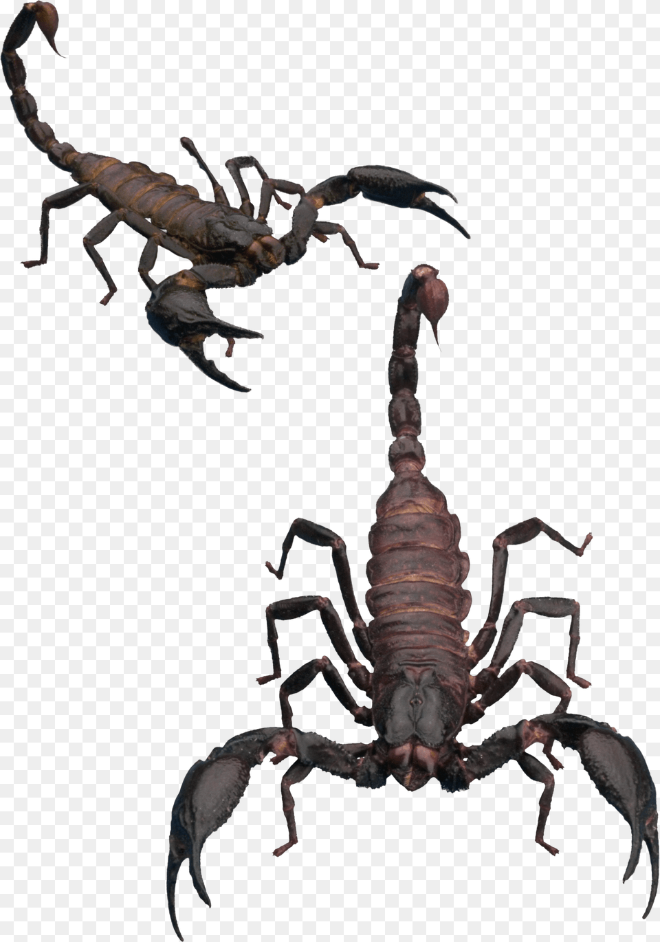 Transparent Background Scorpion, Animal, Invertebrate, Insect, Food Png Image