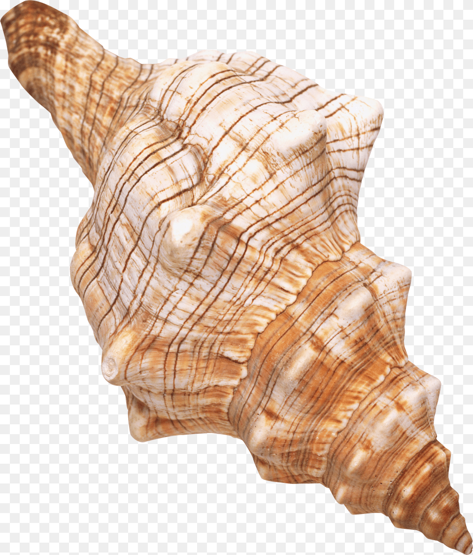 Transparent Background Seashells Free Png