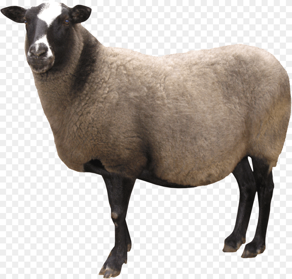 Transparent Background Sheep, Animal, Livestock, Mammal, Cattle Free Png