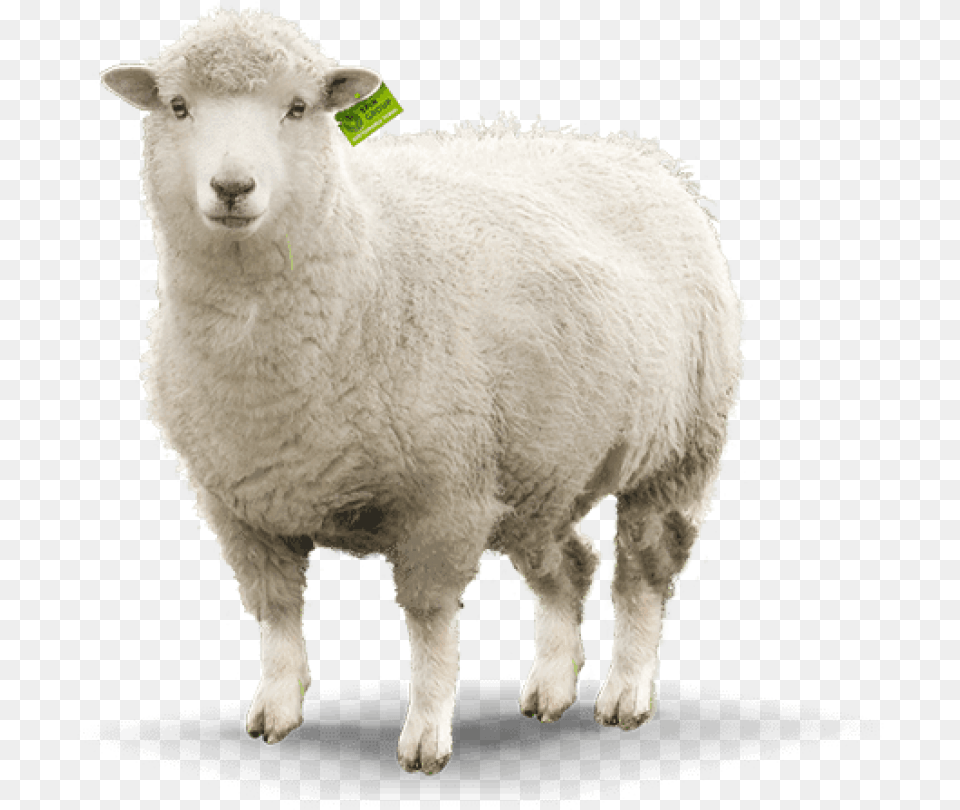 Transparent Background Sheep, Animal, Livestock, Mammal Free Png