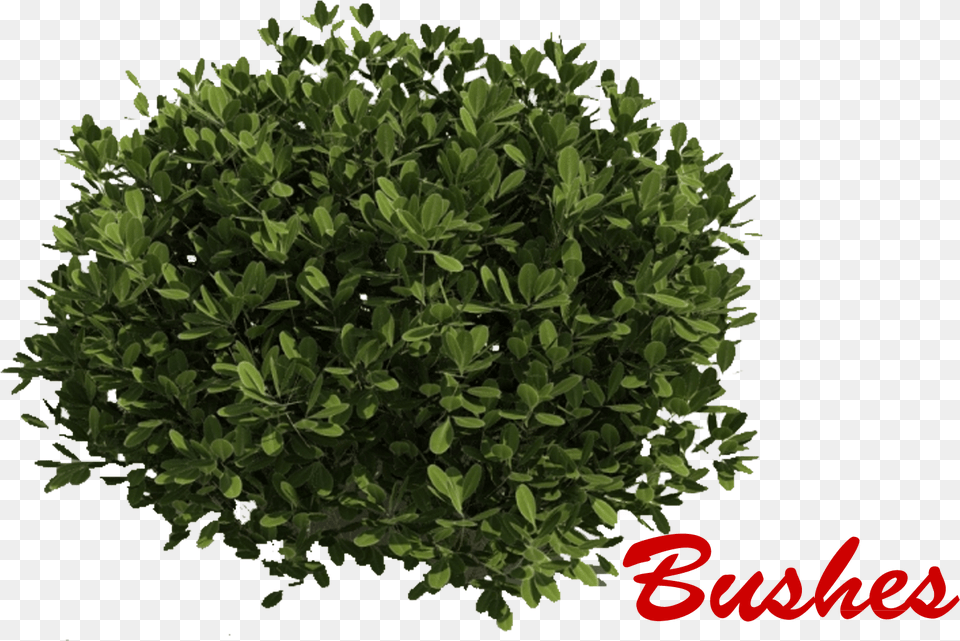 Transparent Background Shrubs, Herbal, Herbs, Plant, Vegetation Free Png Download