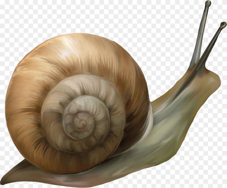 Transparent Background Snail, Animal, Invertebrate, Baby, Person Png