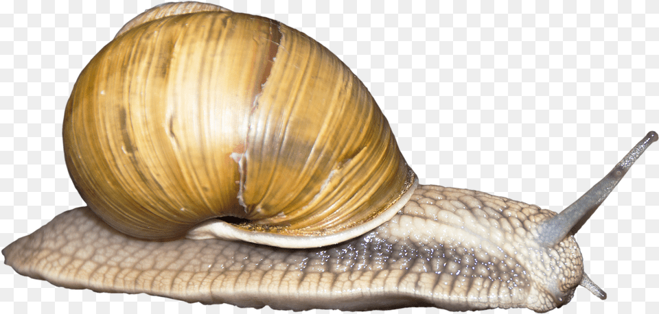 Transparent Background Snail, Animal, Insect, Invertebrate Free Png
