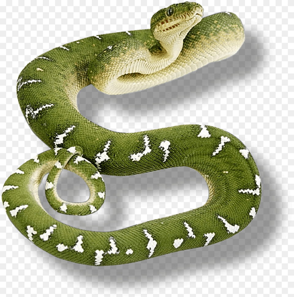 Transparent Background Snake, Animal, Reptile Png