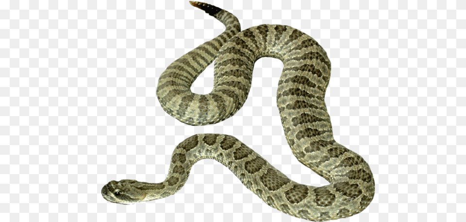 Transparent Background Snake Clipart, Animal, Reptile, Rattlesnake Png