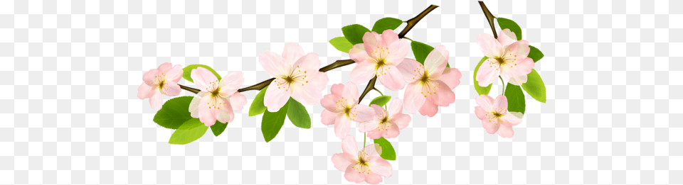 Transparent Background Spring Flowers Flower Branch Clipart, Geranium, Plant, Petal, Cherry Blossom Free Png Download