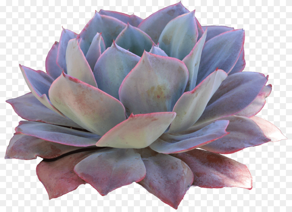 Transparent Background Succulent, Flower, Plant, Rose, Dahlia Free Png