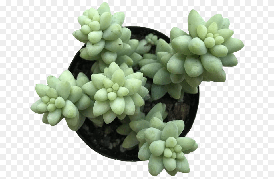 Background Succulents Flowerpot, Plant, Potted Plant, Accessories, Gemstone Free Transparent Png