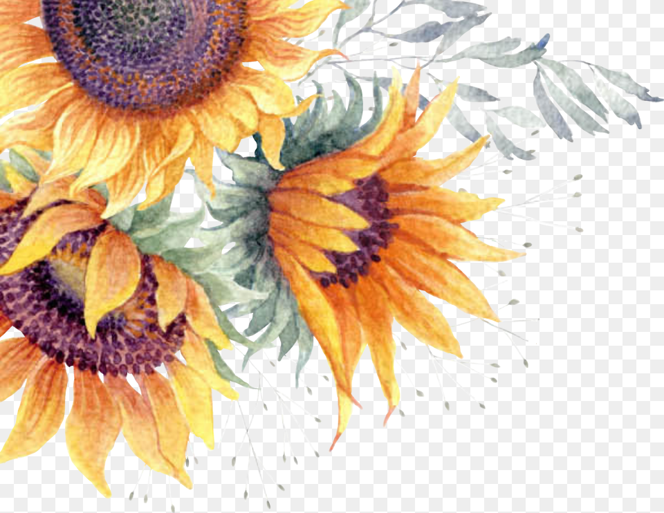 Transparent Background Sunflower, Flower, Plant, Art, Pattern Free Png
