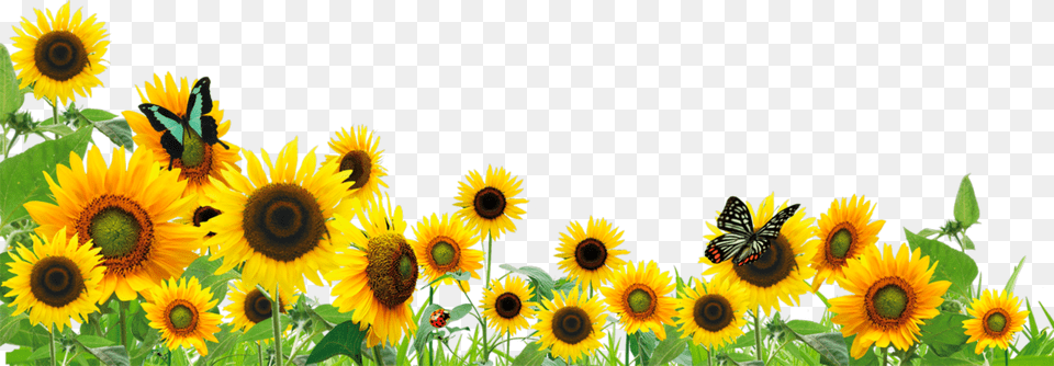 Transparent Background Sunflower Border, Flower, Plant Png