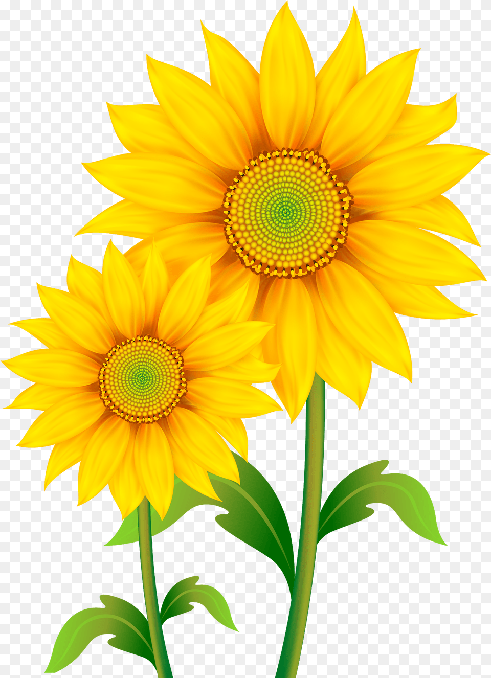 Transparent Background Sunflower Clip Art, Flower, Plant Free Png Download