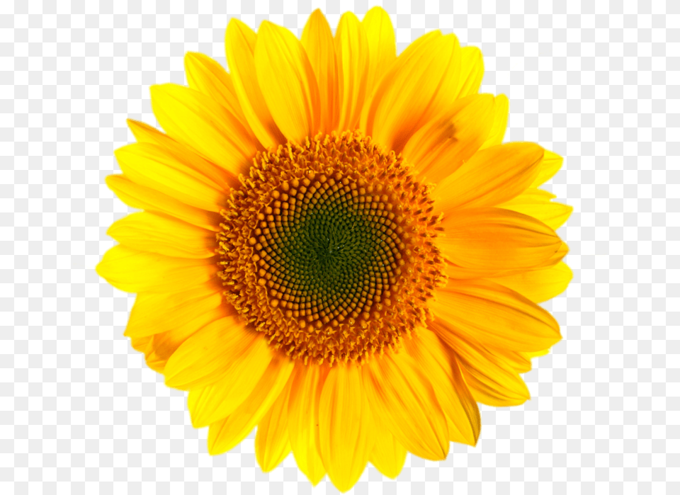 Transparent Background Sunflower Clipart, Flower, Plant Free Png Download